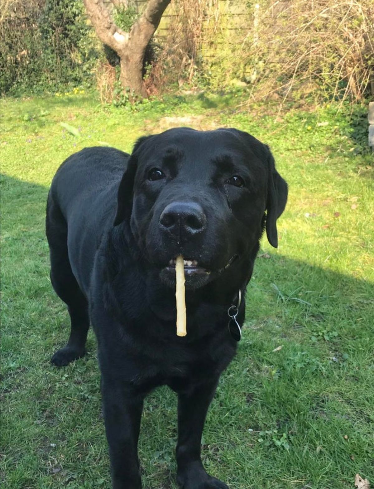 black labrador retriever holding a french fry hanging out of the mouth