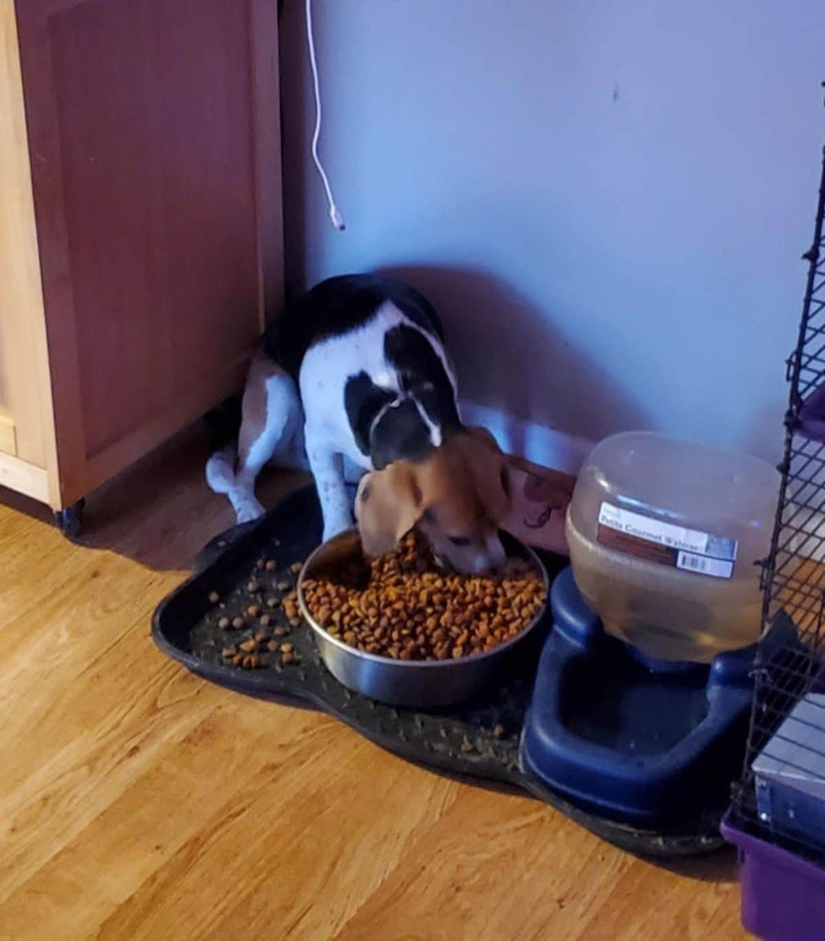 black white and brown dog eating out of a large food bowl with food fallen out of it