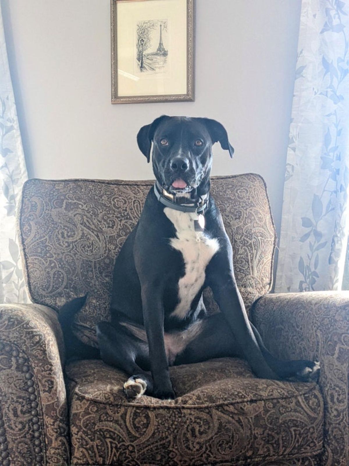 black and white dog sitting on a brown patterned chair with the front legs placed between the back legs and the tongue sticking out