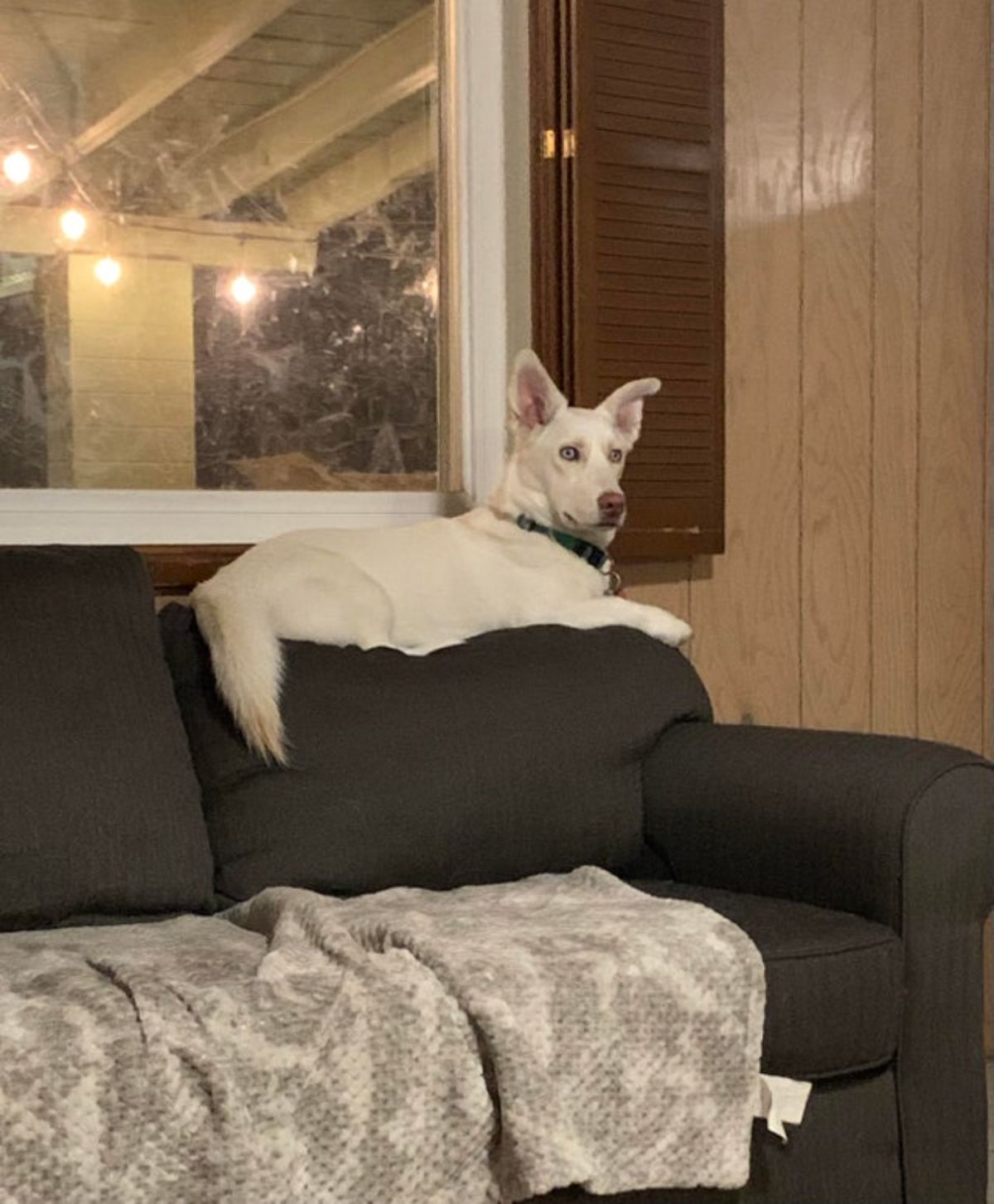 white dog sitting on the top of a brown sofa