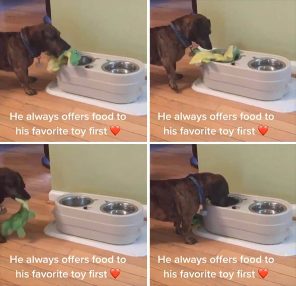 4 photos of a dachshund brining a green dino toy to the food and water bowl with a caption at the bottom
