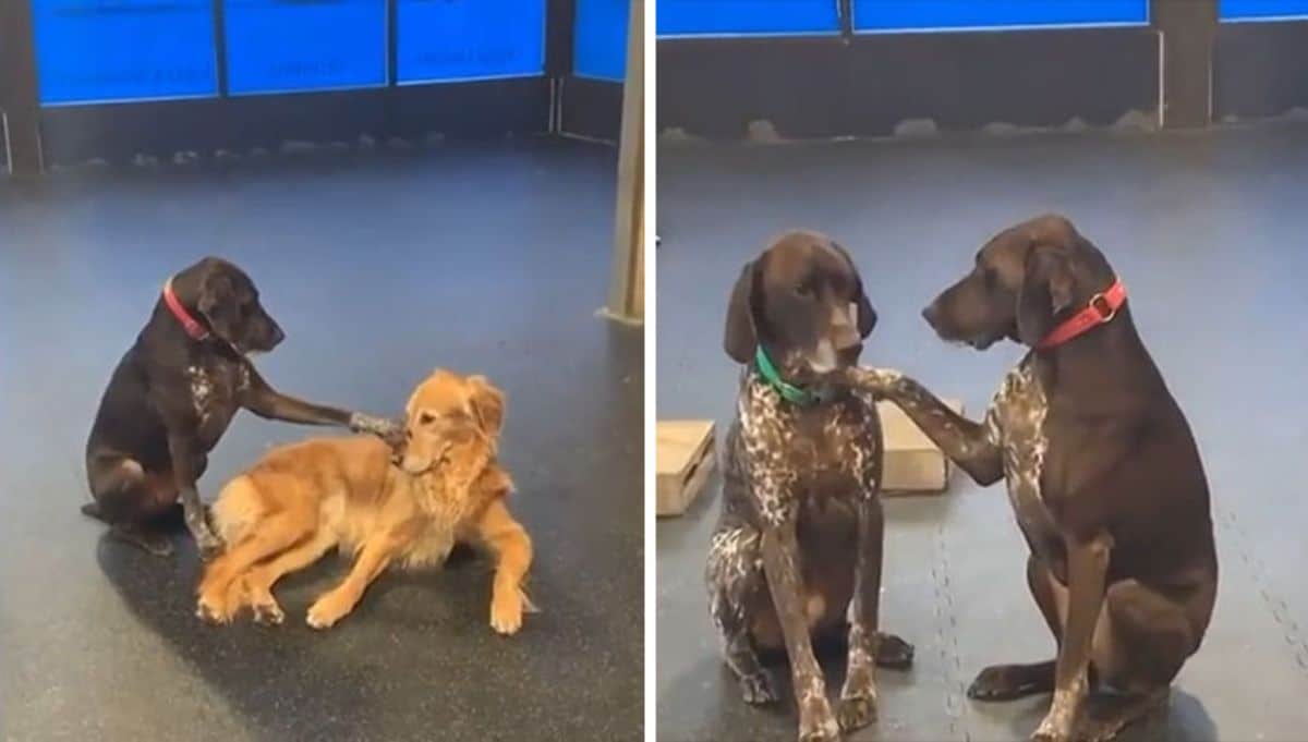 2 photos of a brown dog petting a golden retriever and a brown and white dog