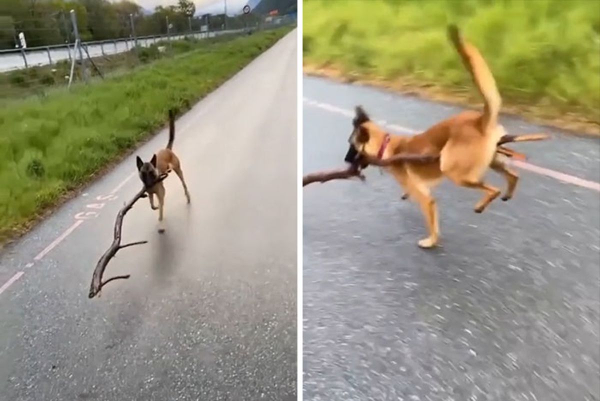 2 photos of a brown dog holding a large branch