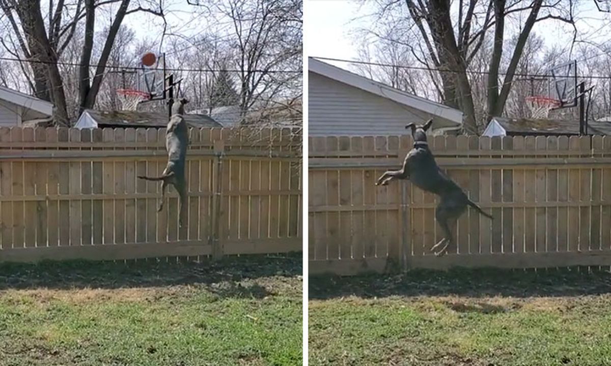 2 photos of a grey great dane jumping up to look over a fence