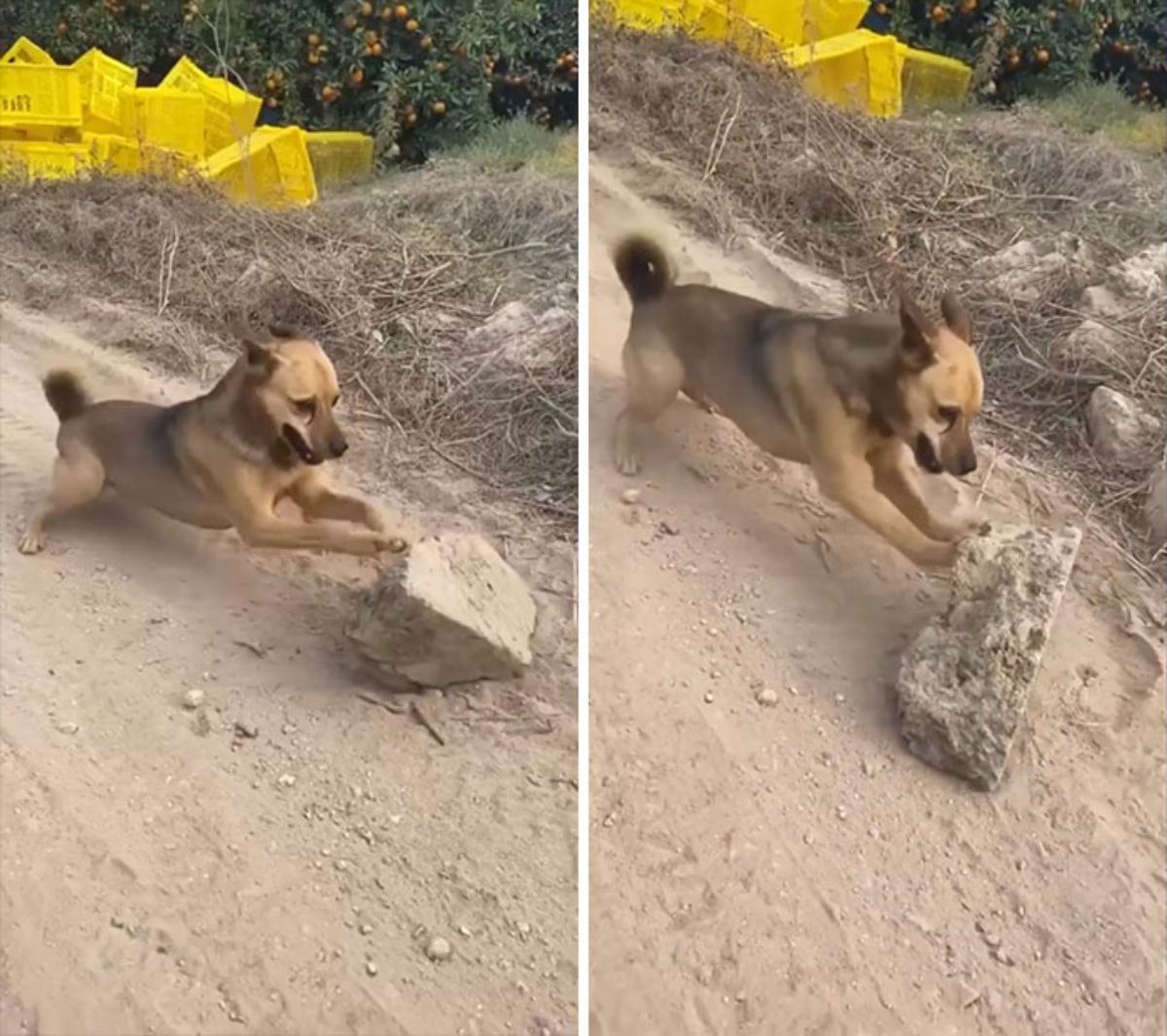 brown and black dog pushing a block of concrete or granite downhill