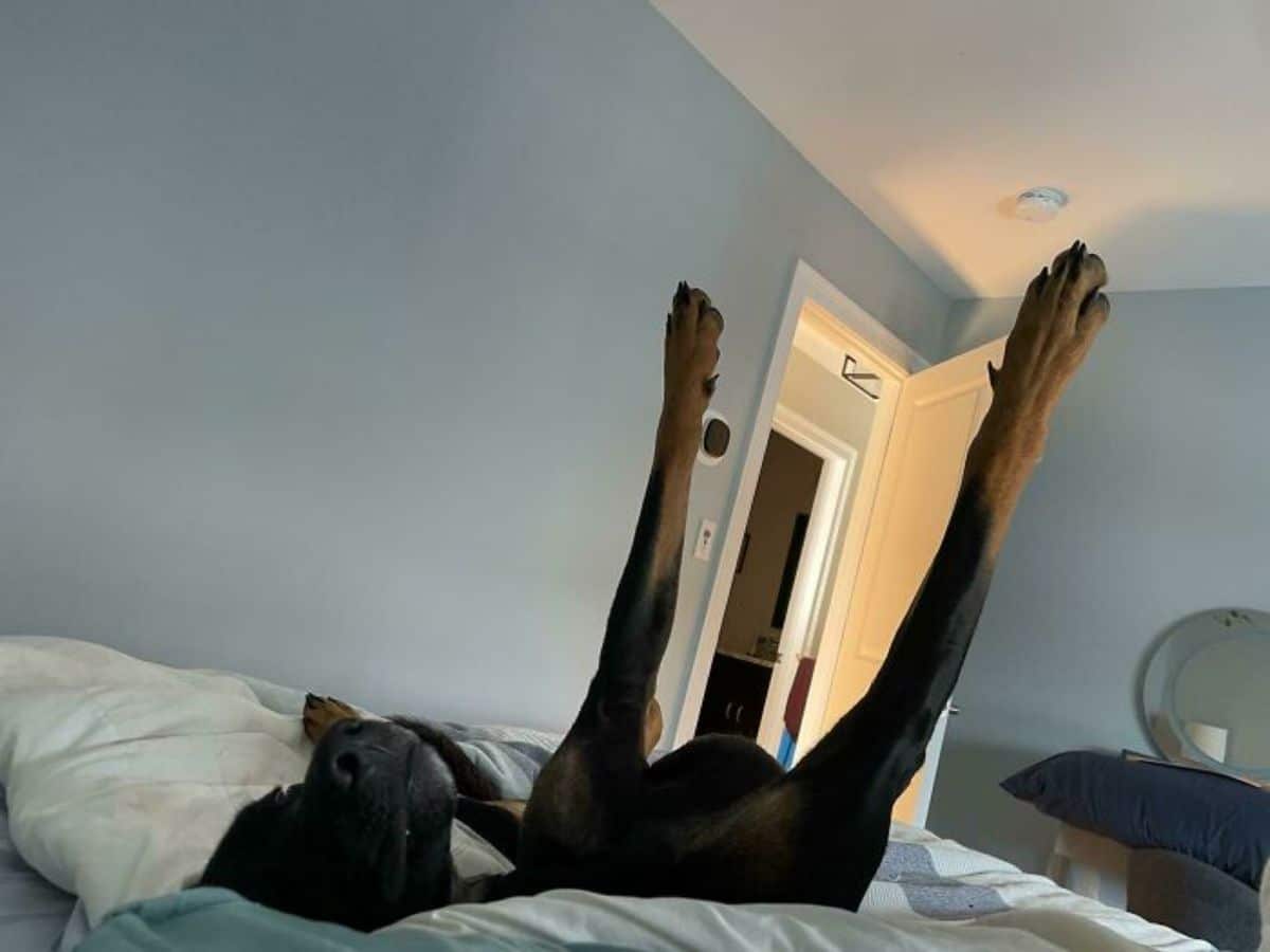 black dog sleeping on a bed with the front legs extended in the air