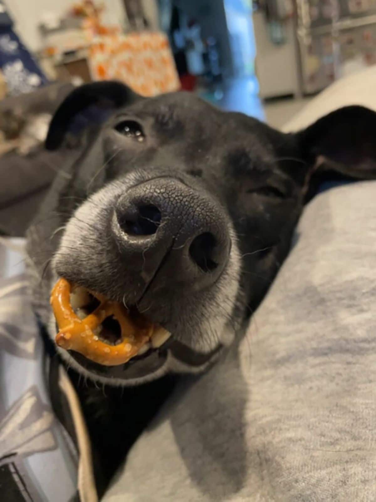 black and white dog sleeping with a pretzel in the mouth