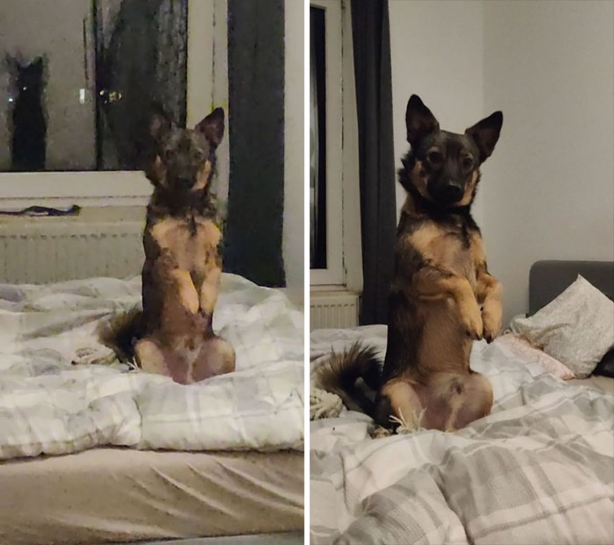 black and brown puppy sitting upright on a white bed