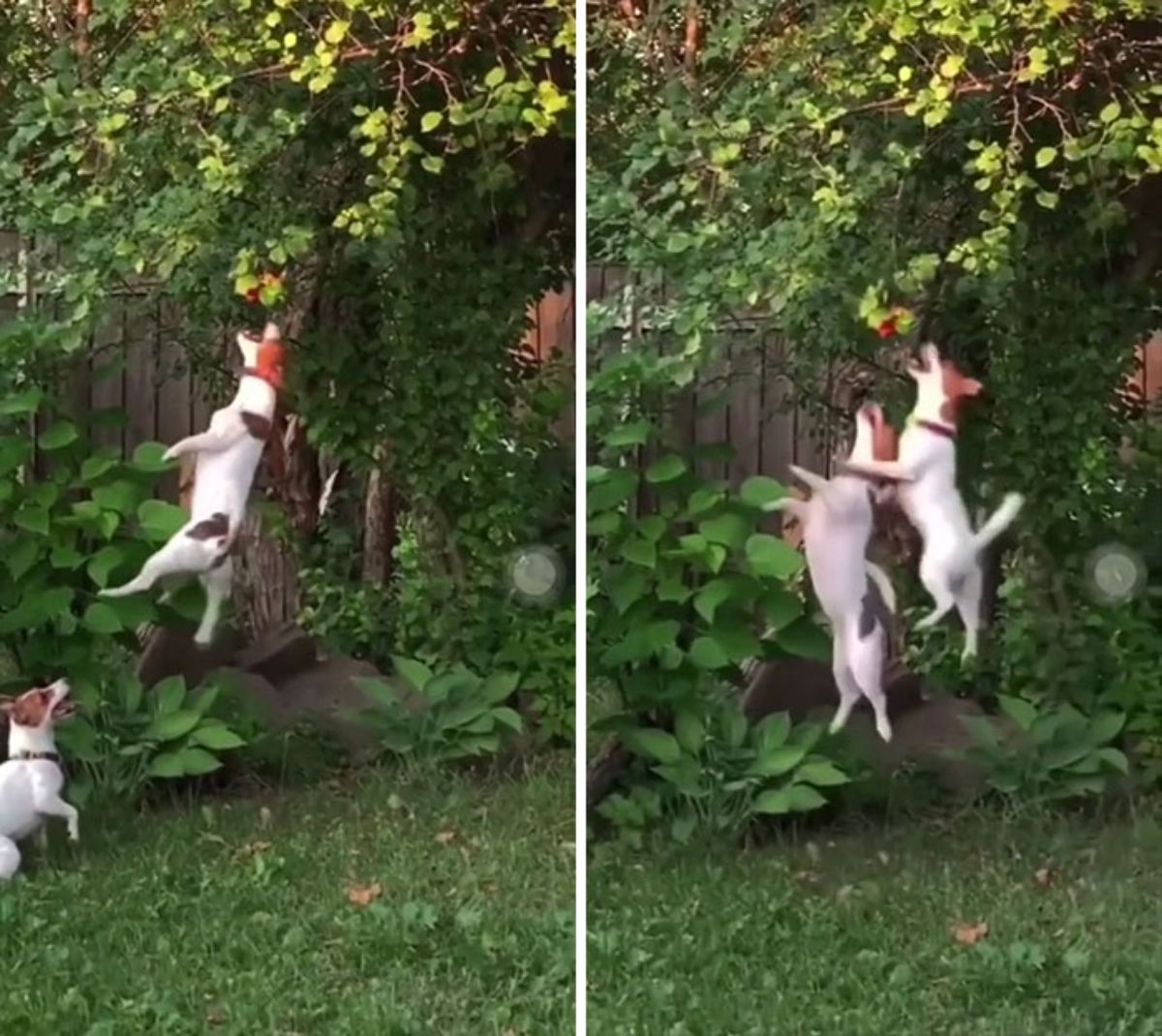 2 photos of 2 brown and white dogs jumping up trying to reach fruit on a tree