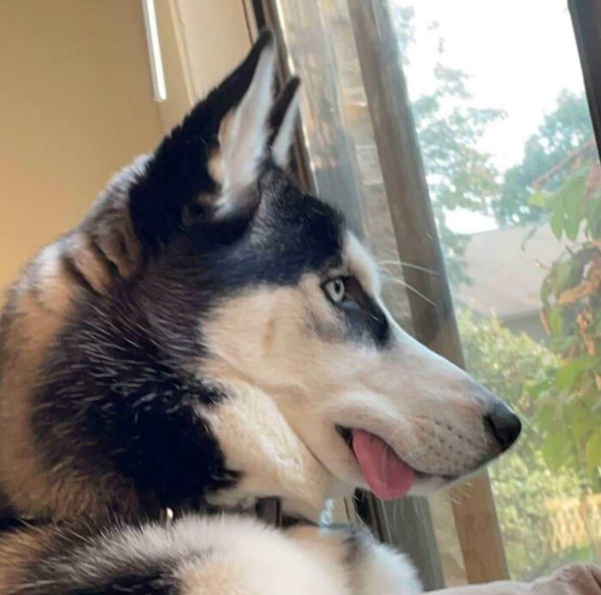 husky looking out a window with the tongue sticking out from one side