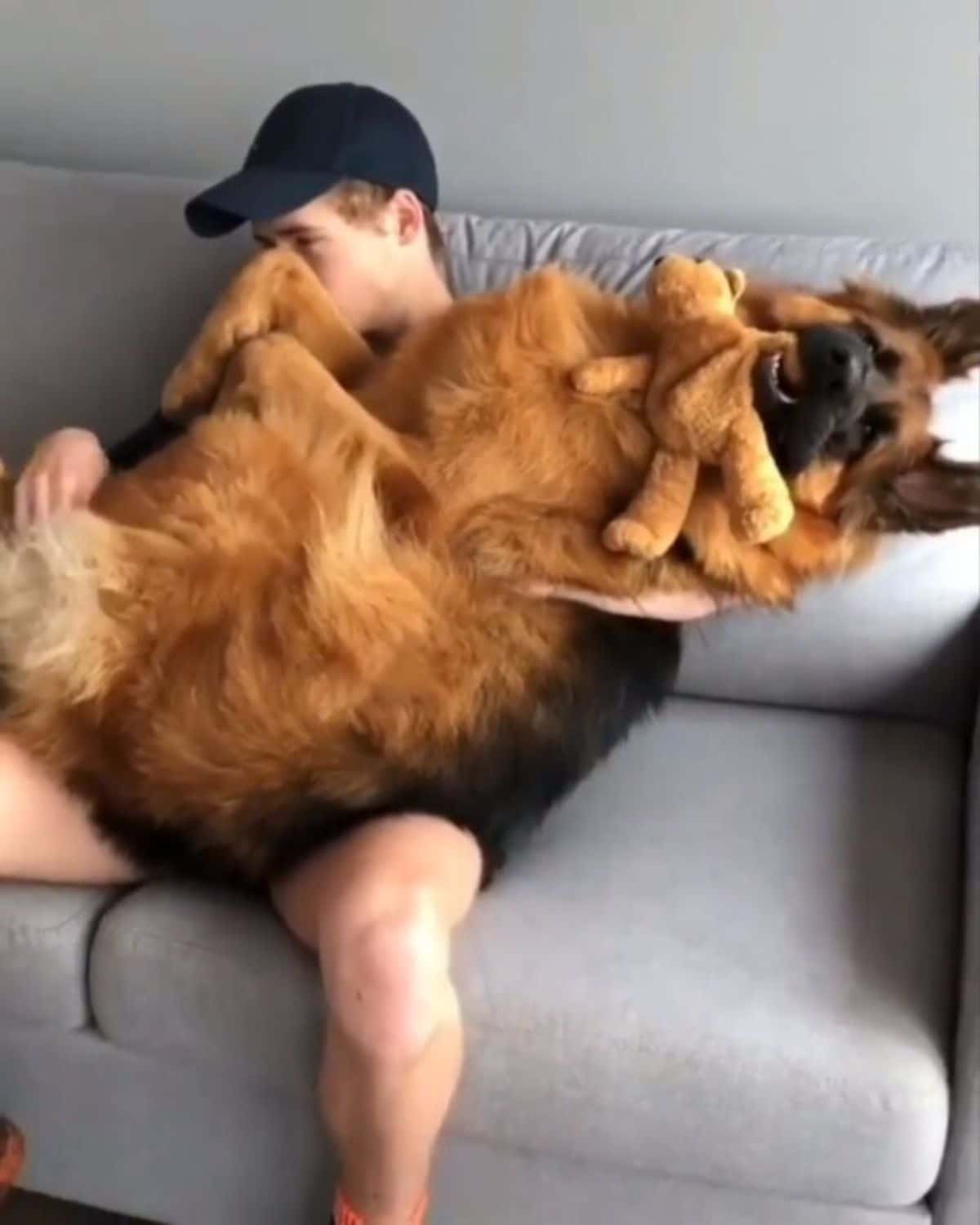 large fluffy brown dog sitting on a man's lap holding a brown teddy bear in the mouth