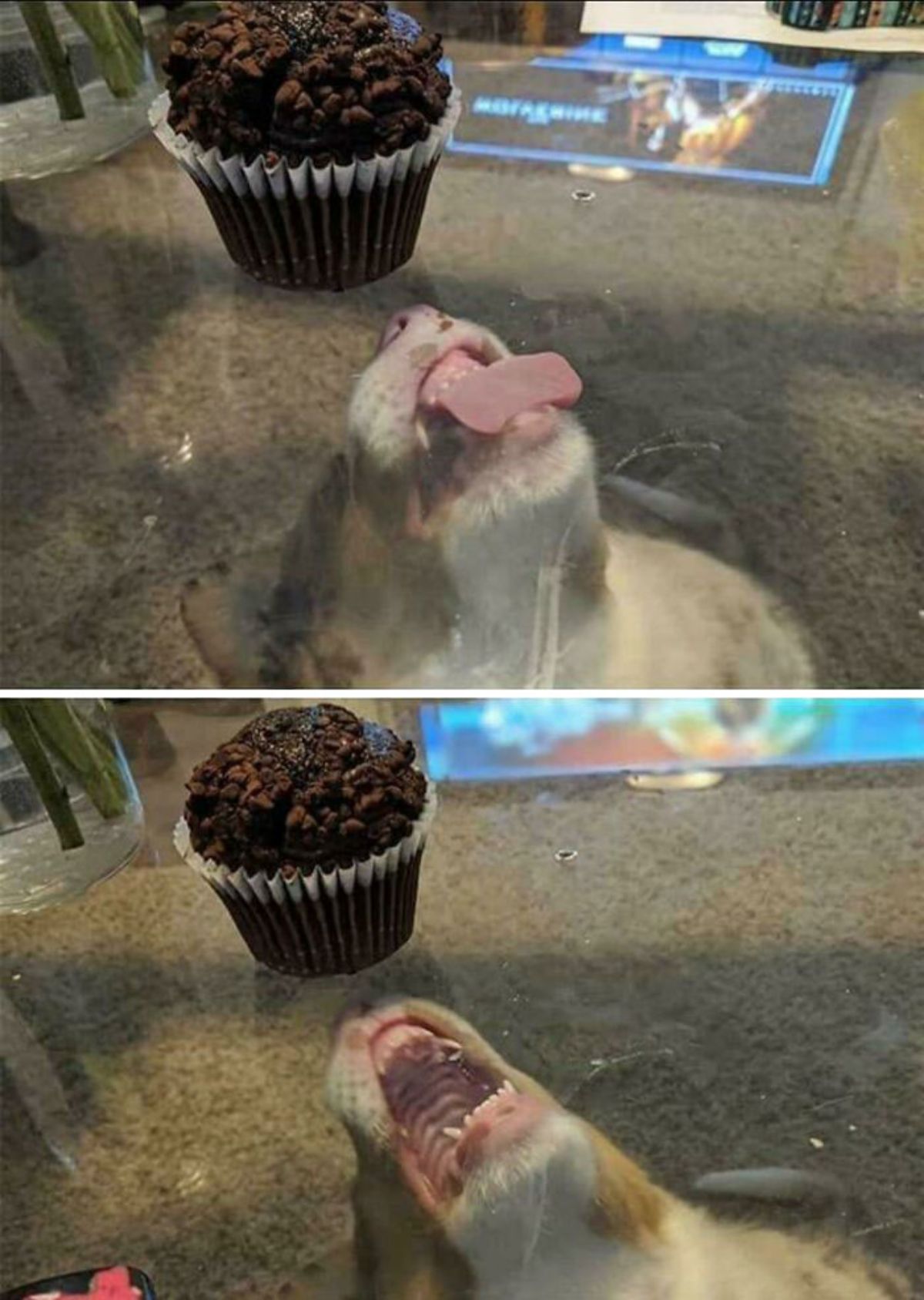fluffy brown and white dog under a table trying to eat a chocolate muffin on a glass table