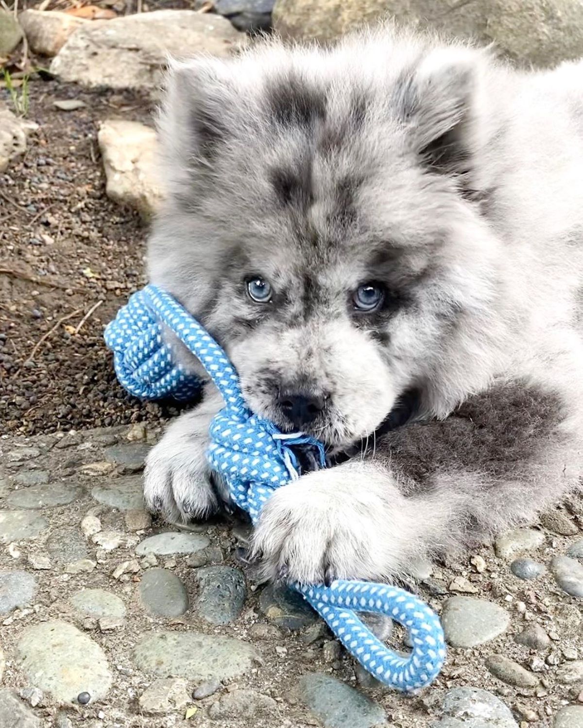black and white chow chow biting into a blue toy