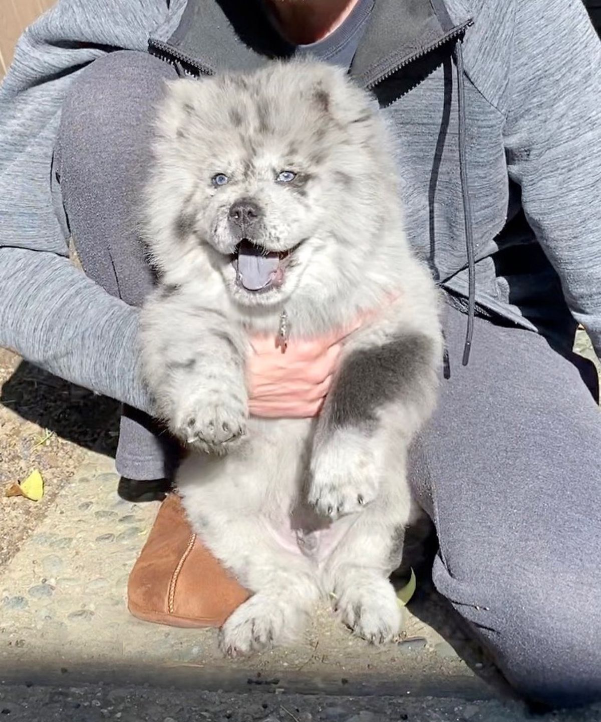 black and white chow chow smiling while being held by someone wearing grey clothes