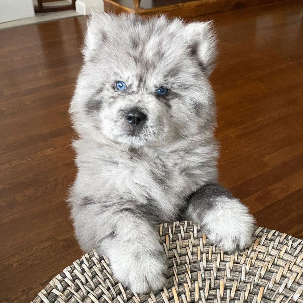 black and white chow chow standing with his paws on a wicker chair