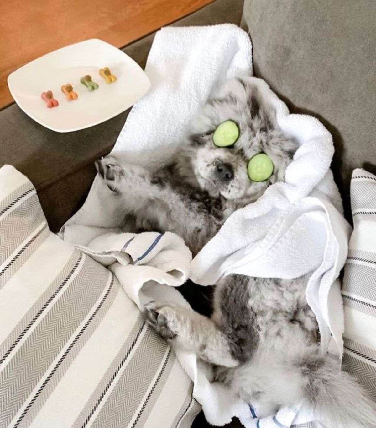 black and white chow chow lying on a couch in a blanket with cucumber slices on his eyes with a plate of food next to him