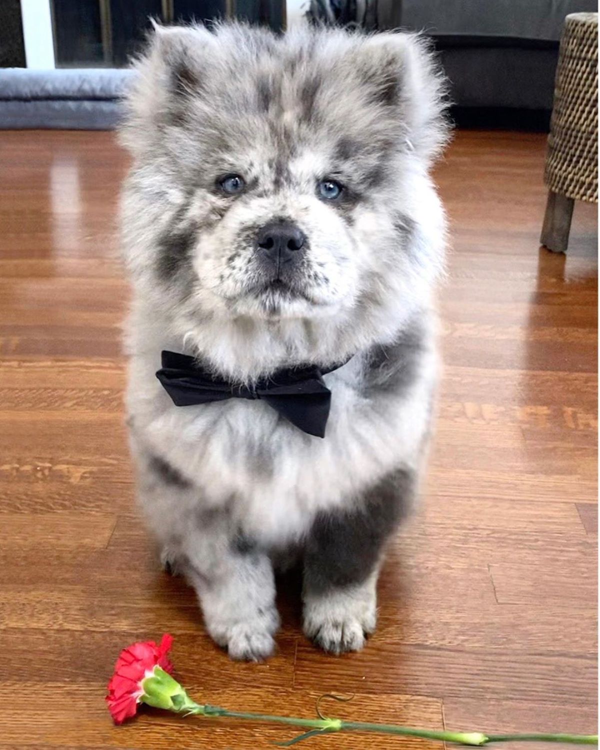 black and white chow chow standing on a wooden floor wearing a black bow tie