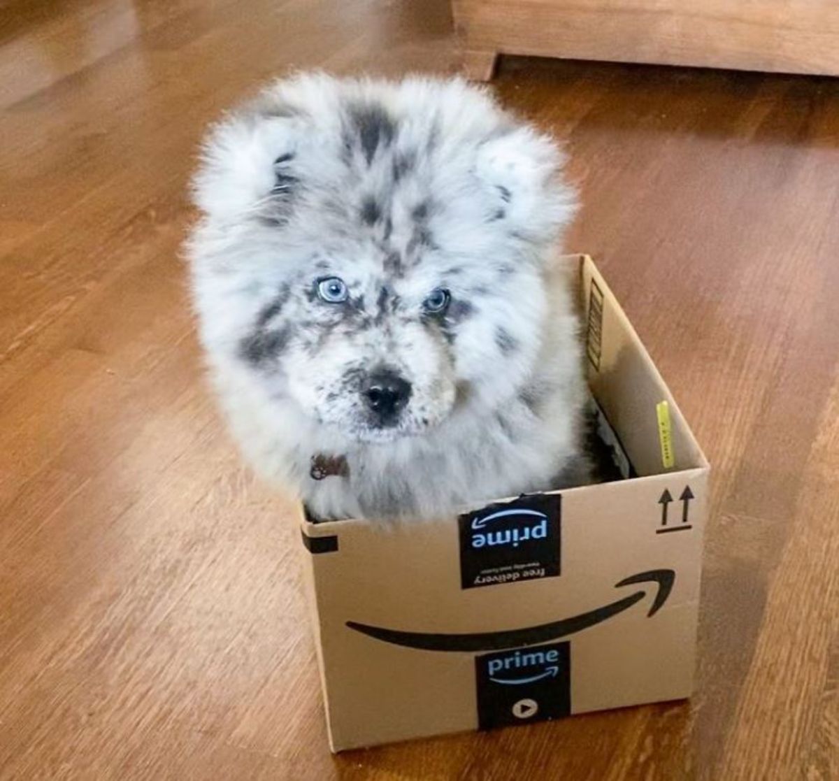 black and white chow chow sitting in a cardboard amazon prime box
