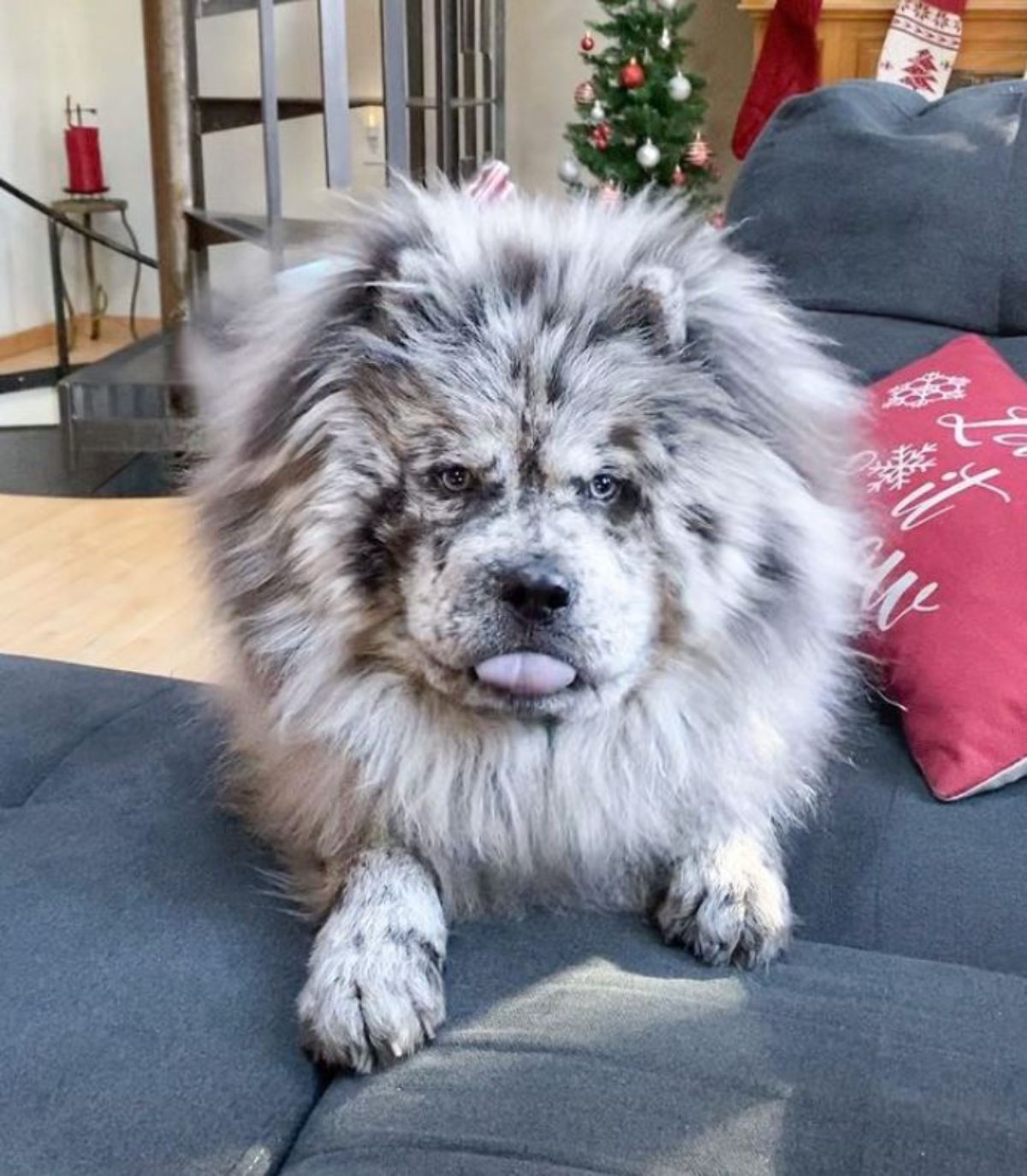 black and white chow chow standing with its front paws on a blue couch