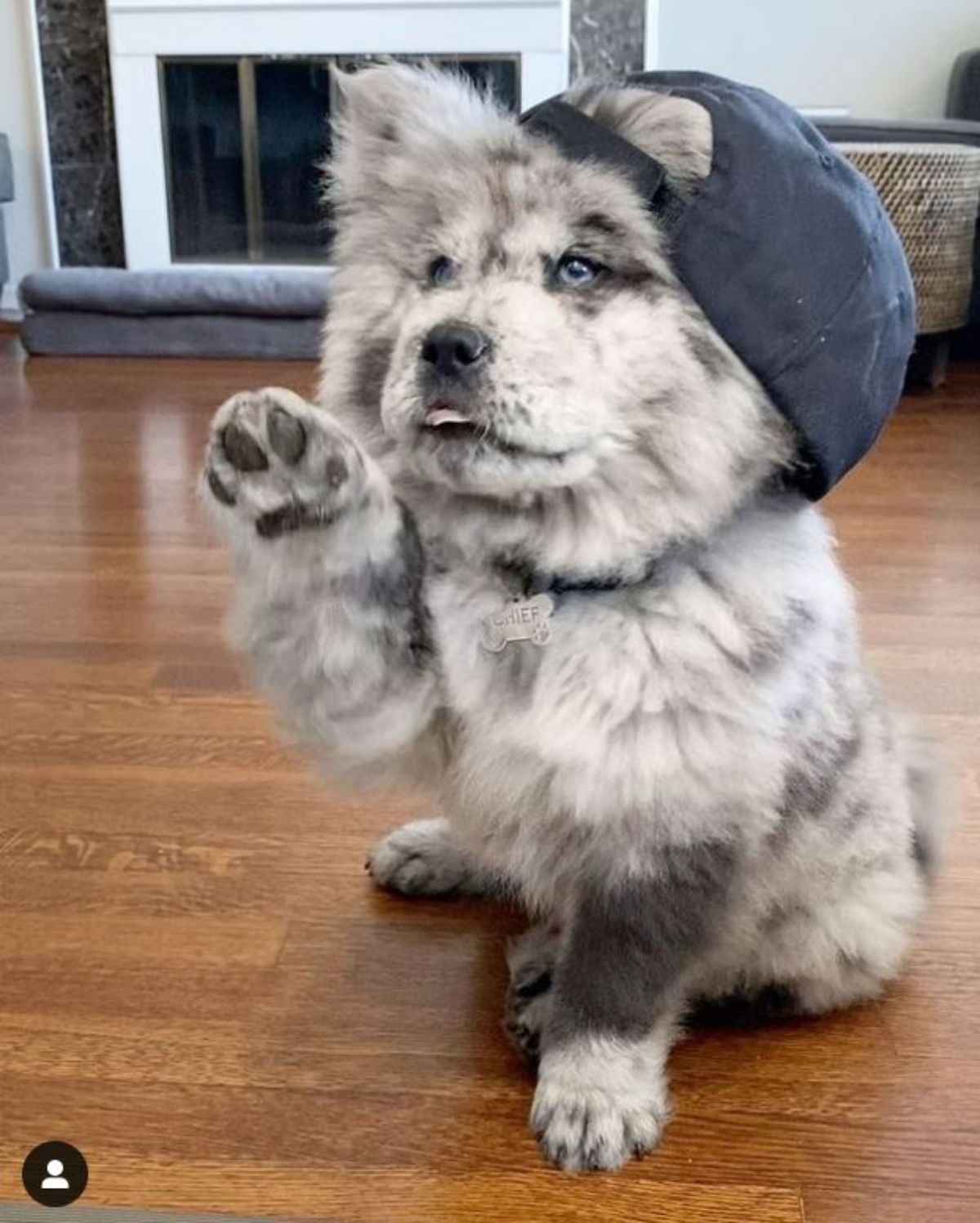 black and white chow chow sitting on a wooden floor wearing a black cap with one paw up