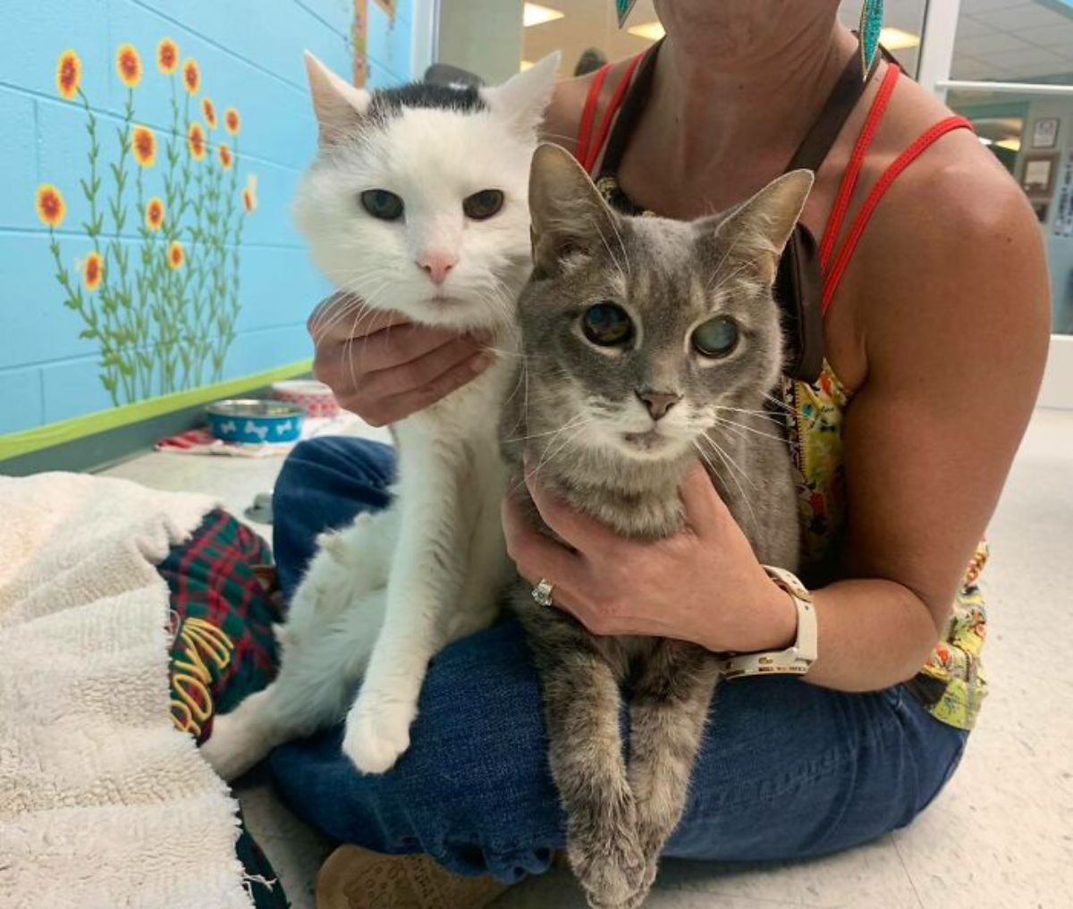 black and white cat and grey tabby being held on someone's lap