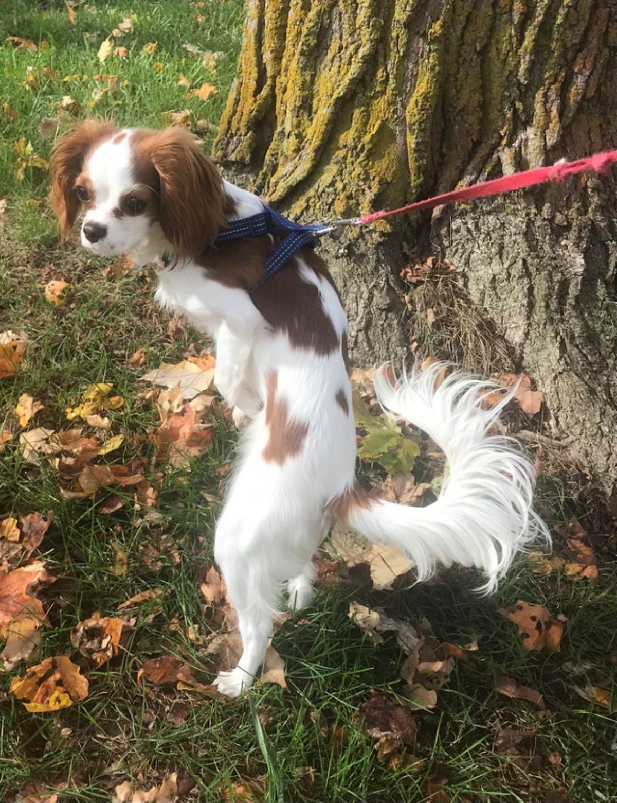 brown and white dog on a blue harness and leash standing up on hind legs