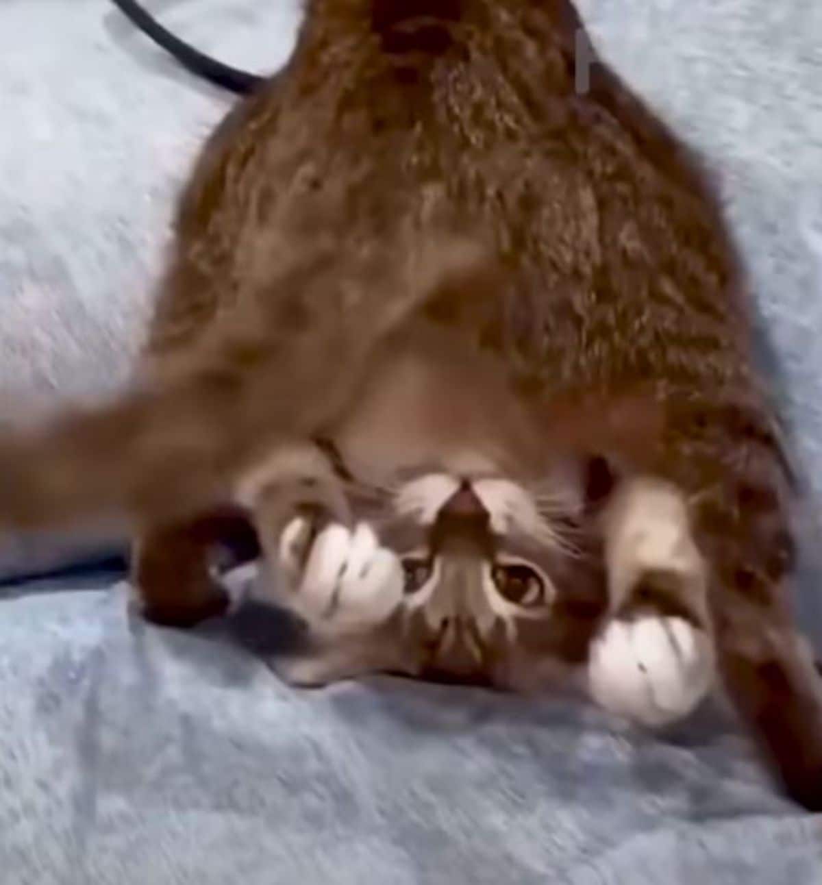 brown tabby cat upside down sitting on its head on grey sofa