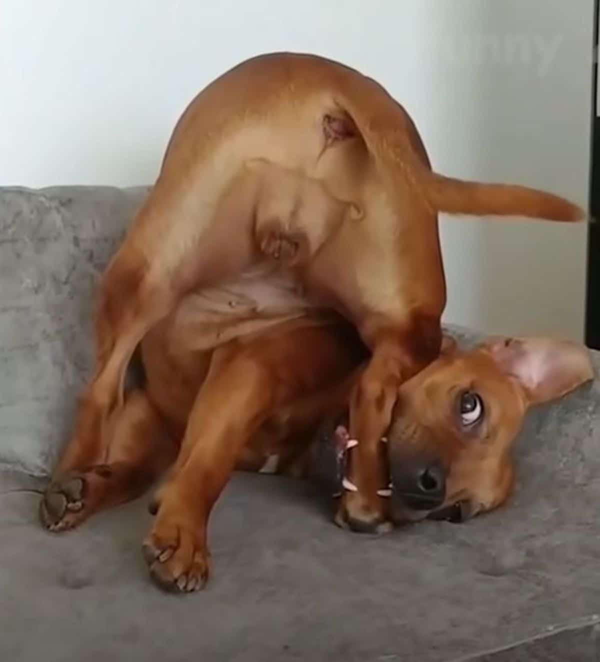 brown dog standing contorted while biting a back leg on a grey sofa