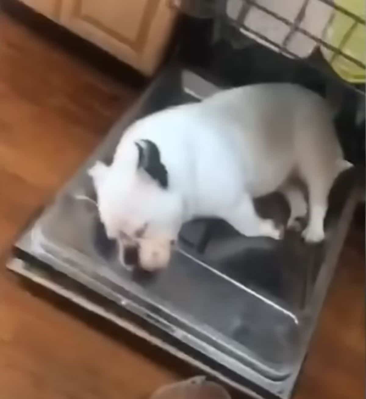 black and white bulldog sleeping on the open door of a dishwasher