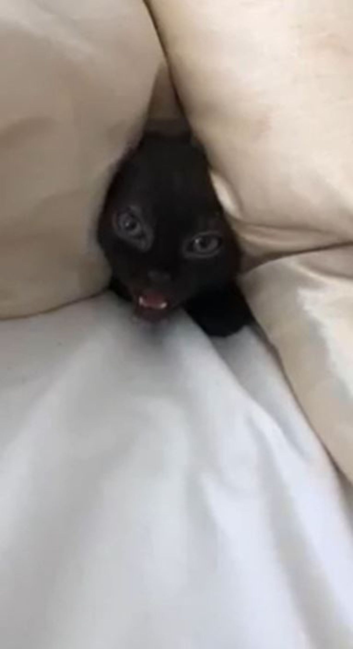 black kitten's head showing from between couch cushions