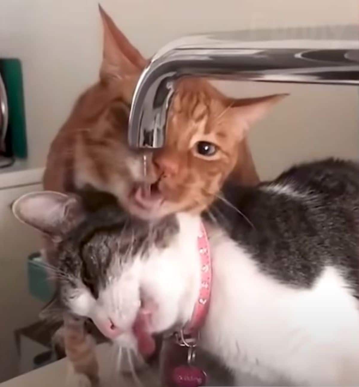 orange cat and black and white cat drinking water out of a faucet