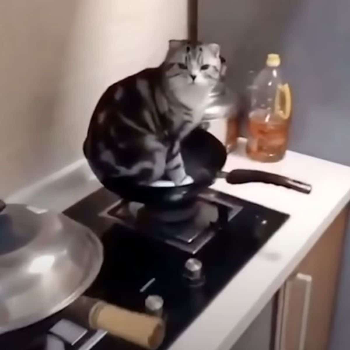 white and grey tabby sitting in pan on an unlit stove
