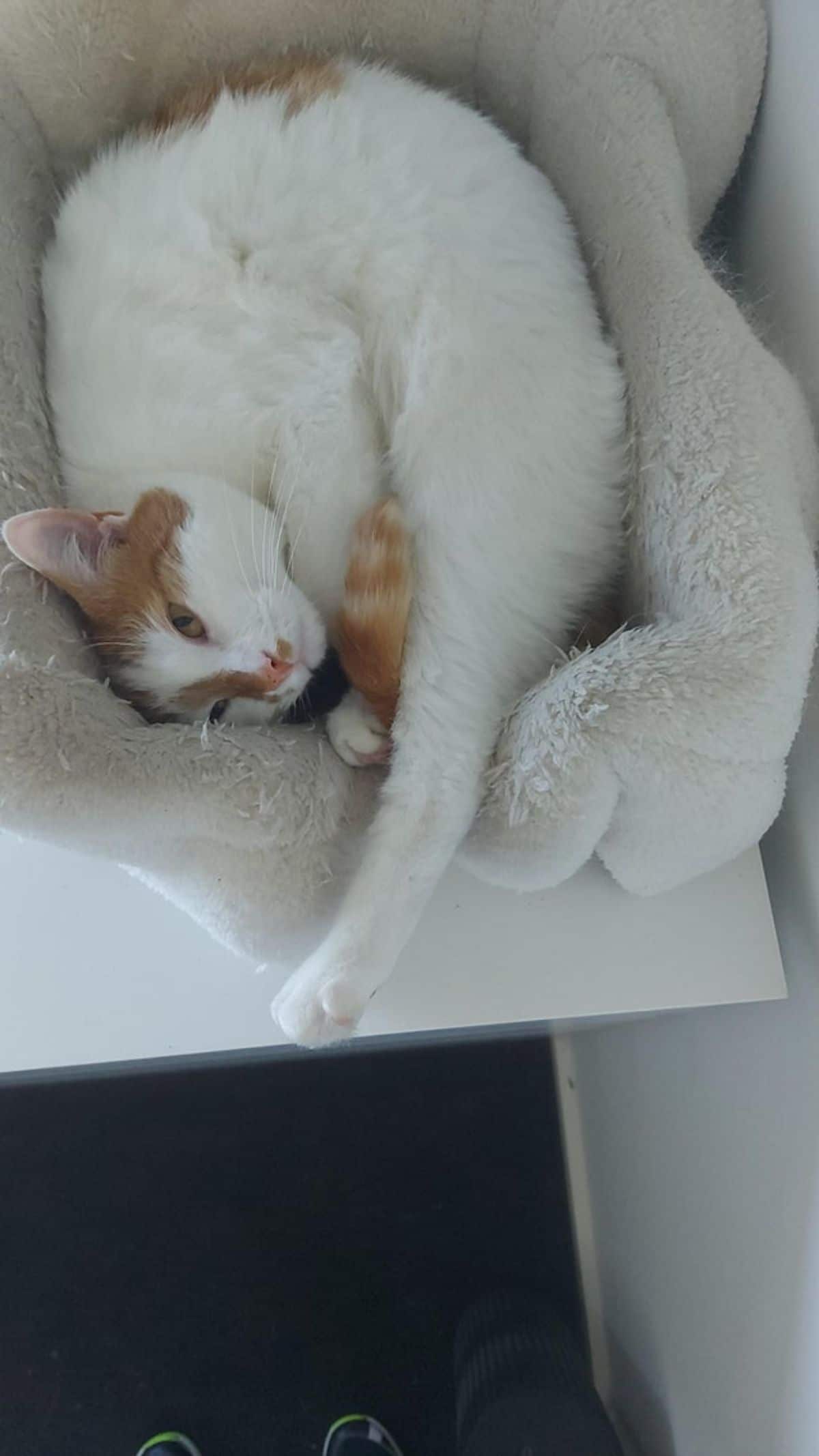 white and orange cat sleeping in a small white bed