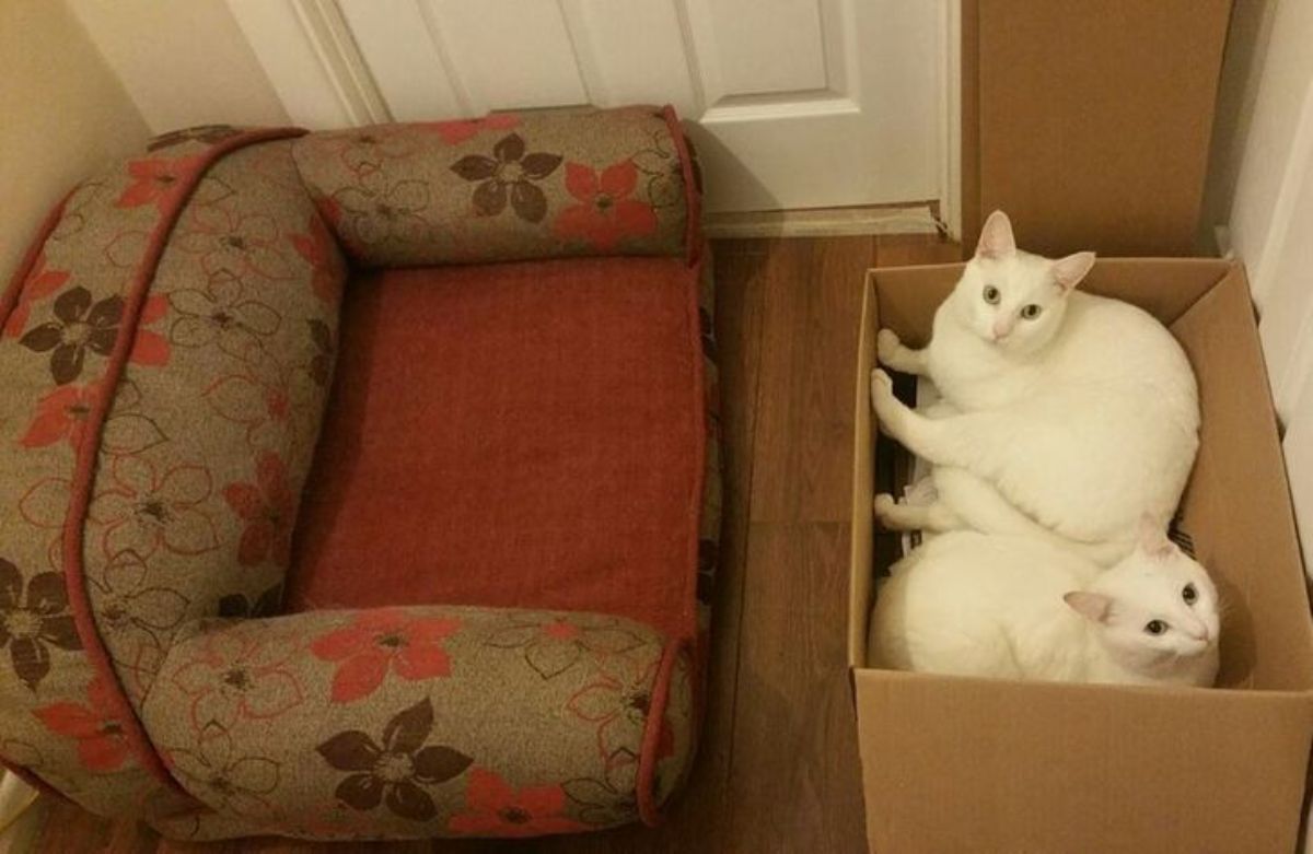 2 white cats laying in a brown cardboard box opposite a red grey and brown patterned cat sofa bed