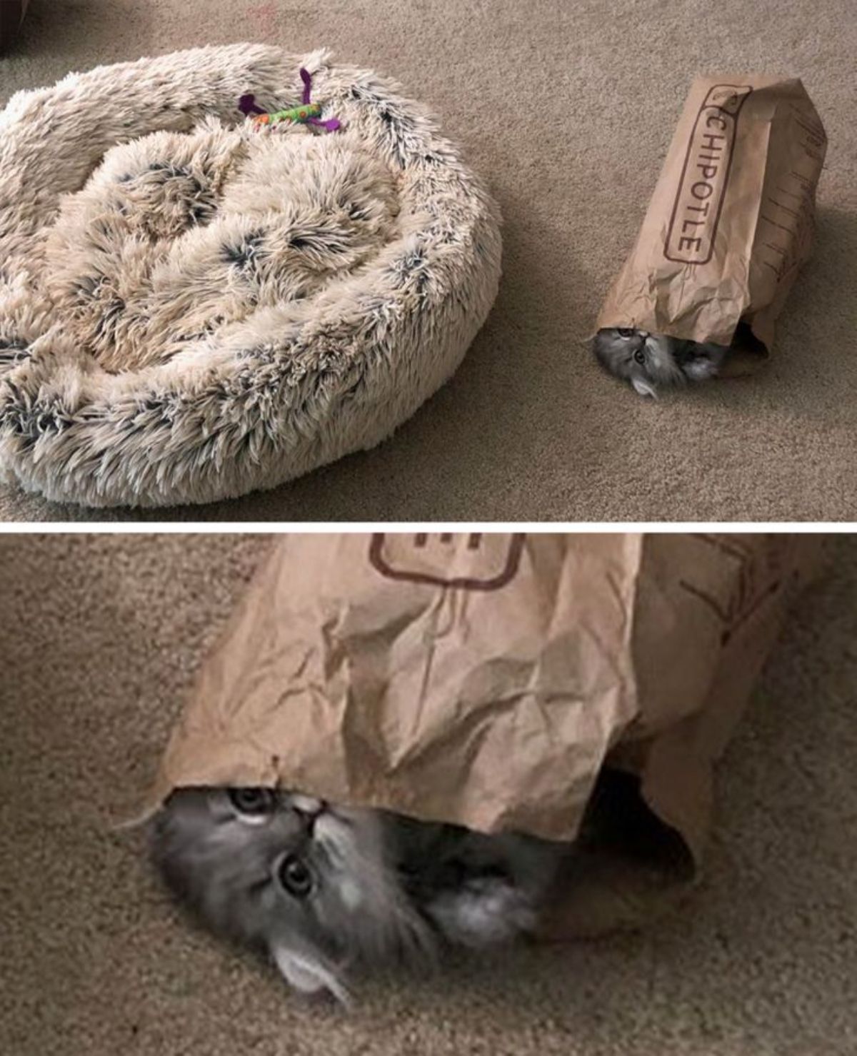 2 photos of a grey and white kitten inside a brown paper bag on the floor next to a white and black fluffy cat bed