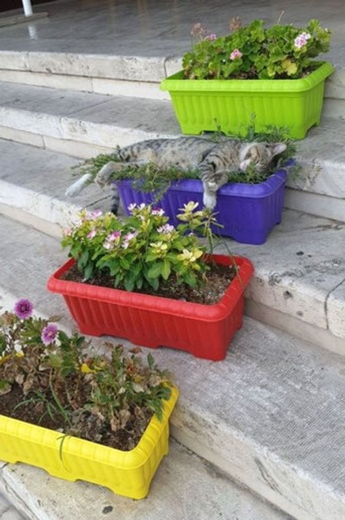 4 rectangular flower pots placed on stairs with a grey and white tabby sleeping on one