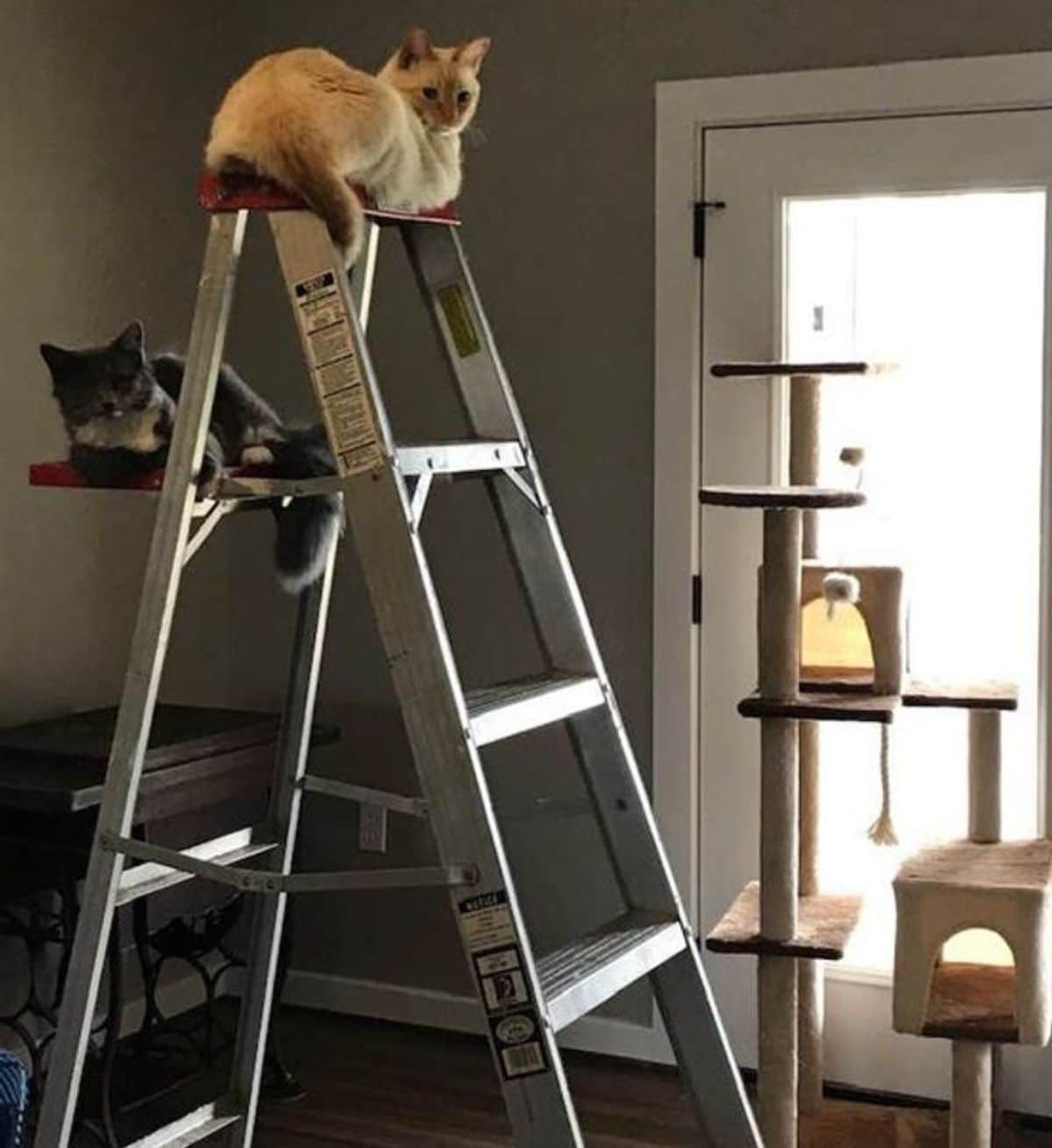 black and white cat and white siamese cat laying on the steps of a silver ladder with the white cat at the top while a tall cat is next to the ladder