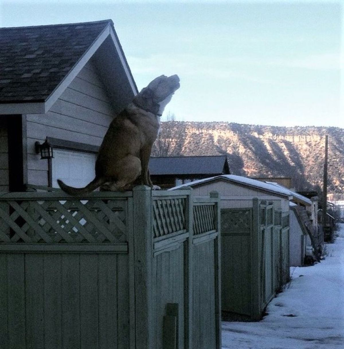 brown dog sitting on a fence and howling