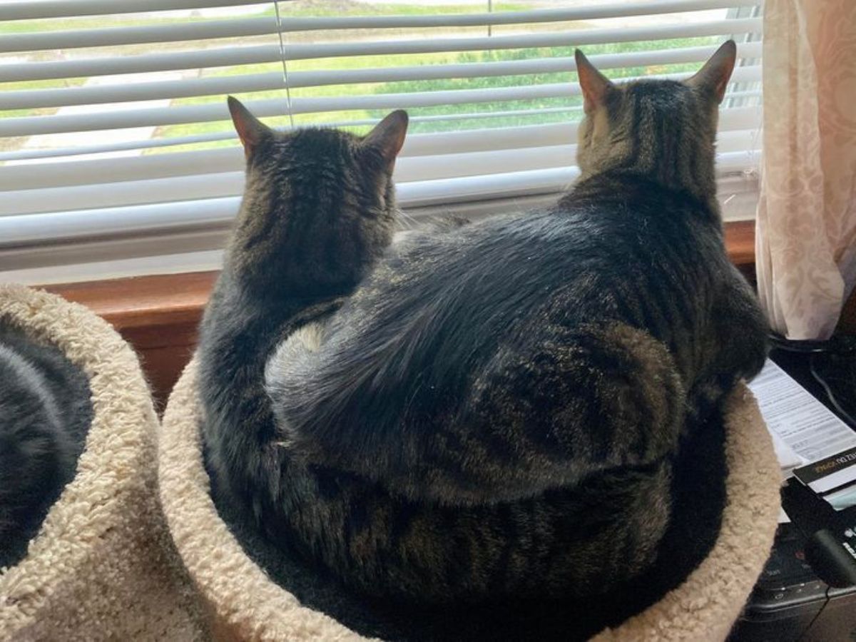 2 brown tabby cats on a cat bed with one cat sitting on the other