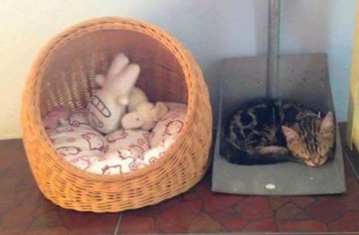 brown tabby cat sleeping in a grey dustpan next to a cat bed made of wicker that has cushions and stuffed toys in it