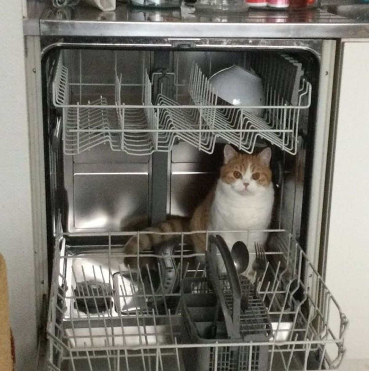 orange and white cat sitting inside a dishwasher