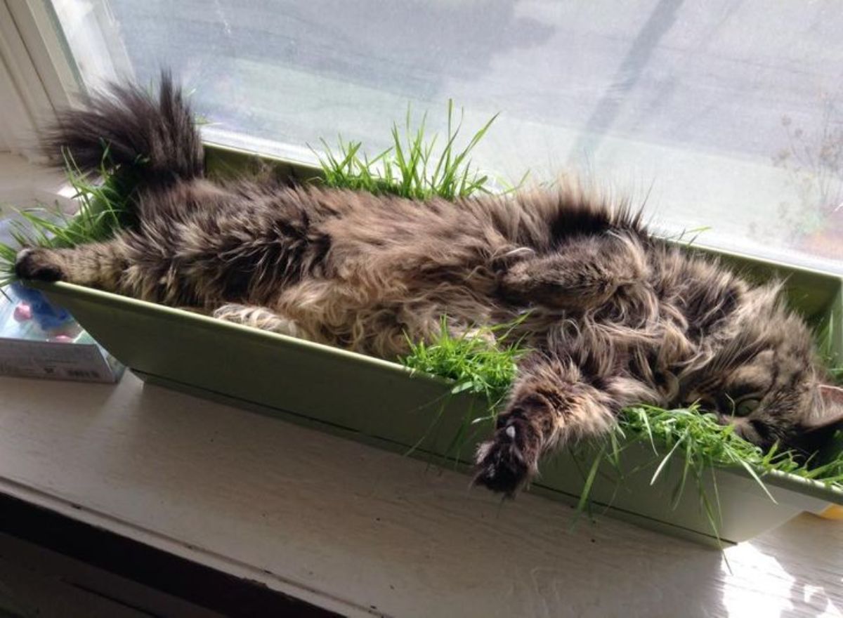 brown fluffy cat sleeping in a plant pot on a windowsill flattening the plants