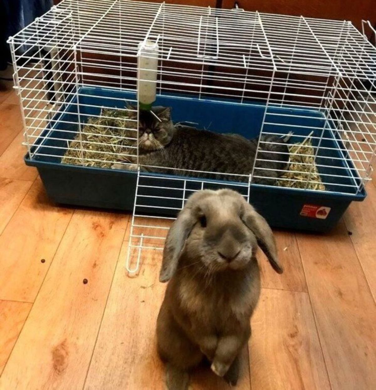 brown tabby cat with a flat face inside a rabbit cage with a brown rabbit standong on hind legs outside it and facing away from the cage