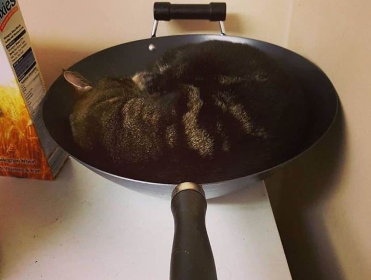 brown tabby cat sleeping in a wok