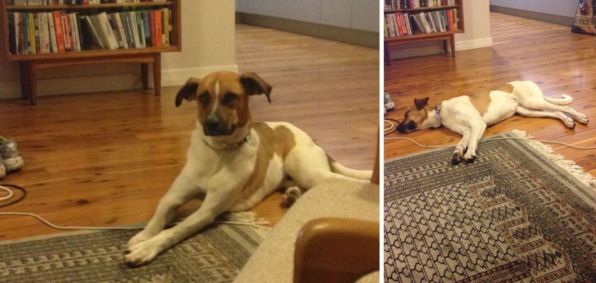 two photos of a brown and white dog on a wooden floor with its paws on a grey patterned rug