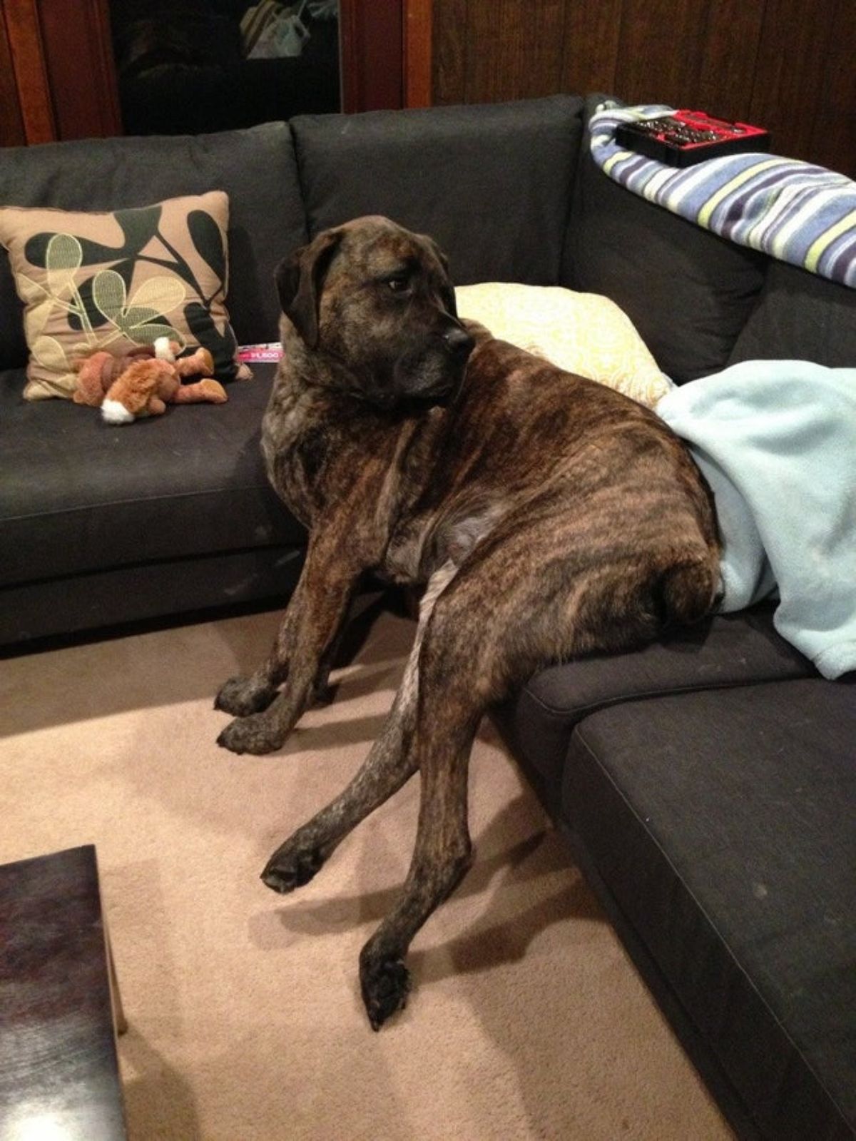 brown dog on a brown couch with the feet touching the floor