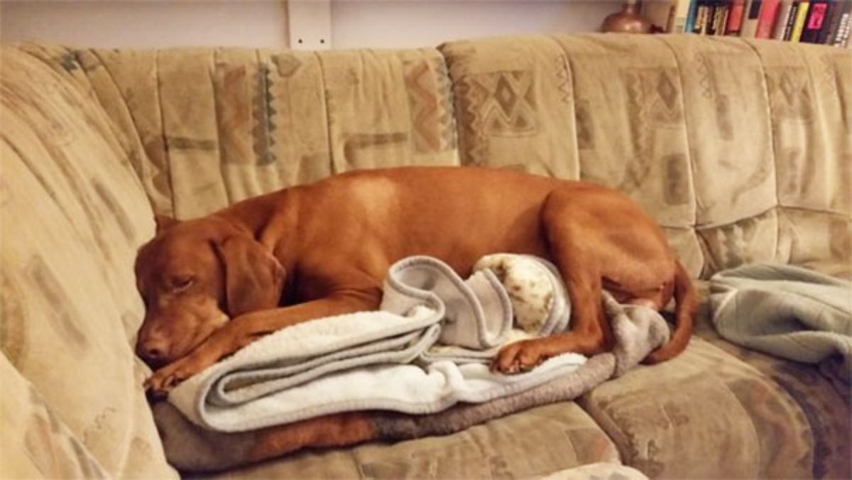 brown dog lying on white blankets on a brown couch
