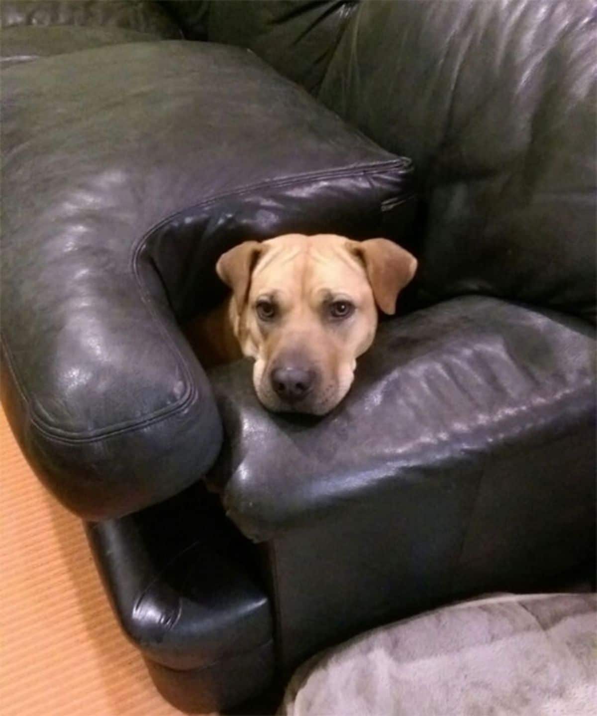 brown dog with its head sticking out of a black couch
