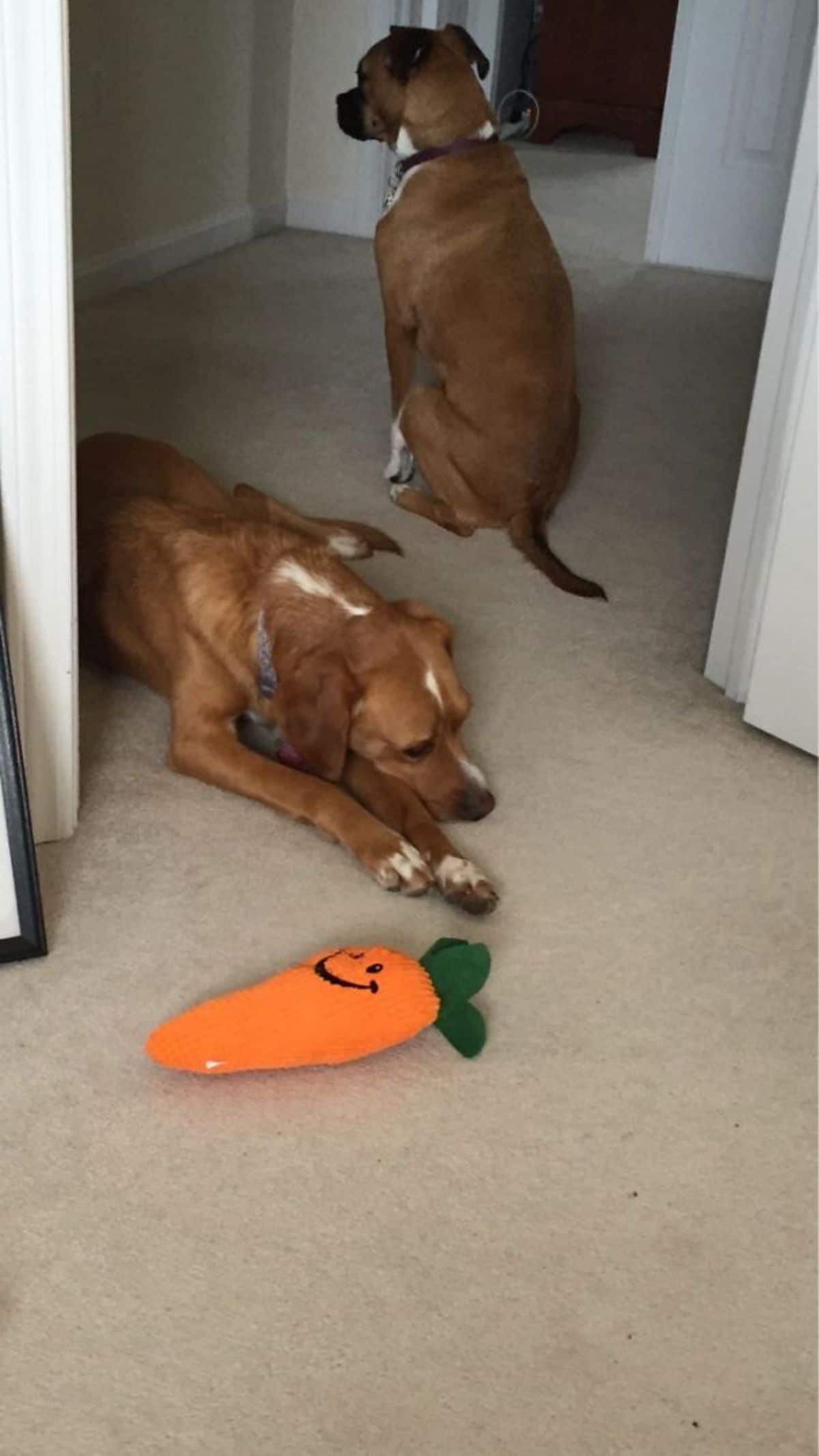 a boxer in a hallway facing away and a brown dog lying the floor nest to a stuffed orange and black carrot