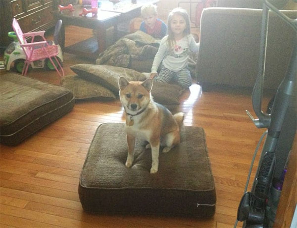 shiba inu sitting on a brown couch cushion on a wooden floor in front of a little girl